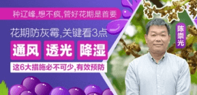 花期防灰霉，关键看3点
